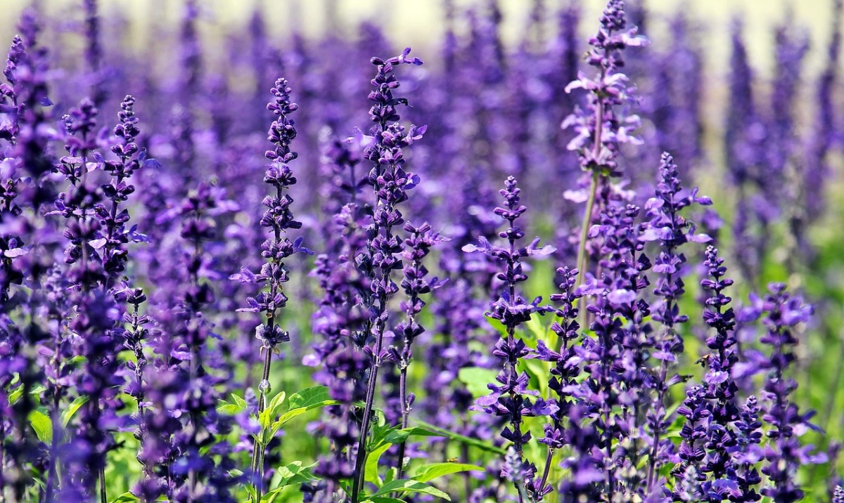 The Beauty of Lavender