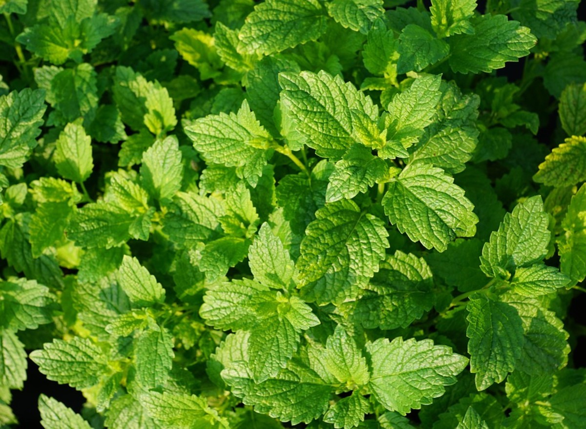 A peppermint plant