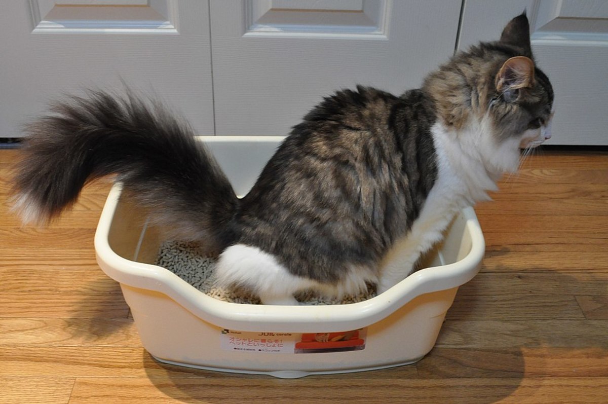 This is how a cat normally uses a litter box.