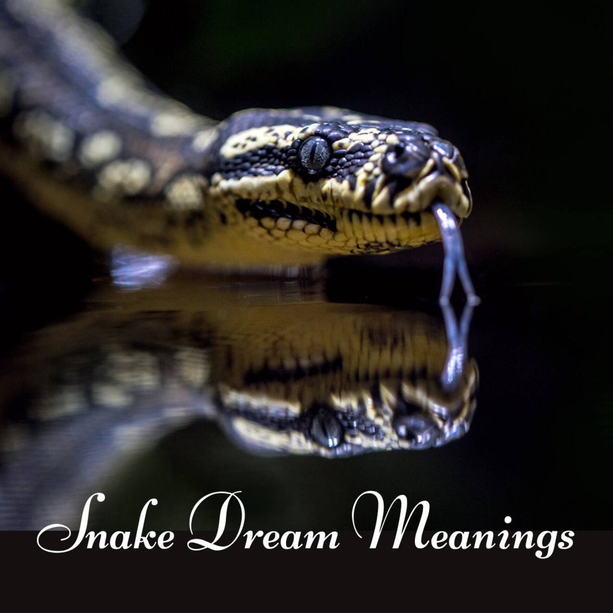 梦见蛇是什么意思?