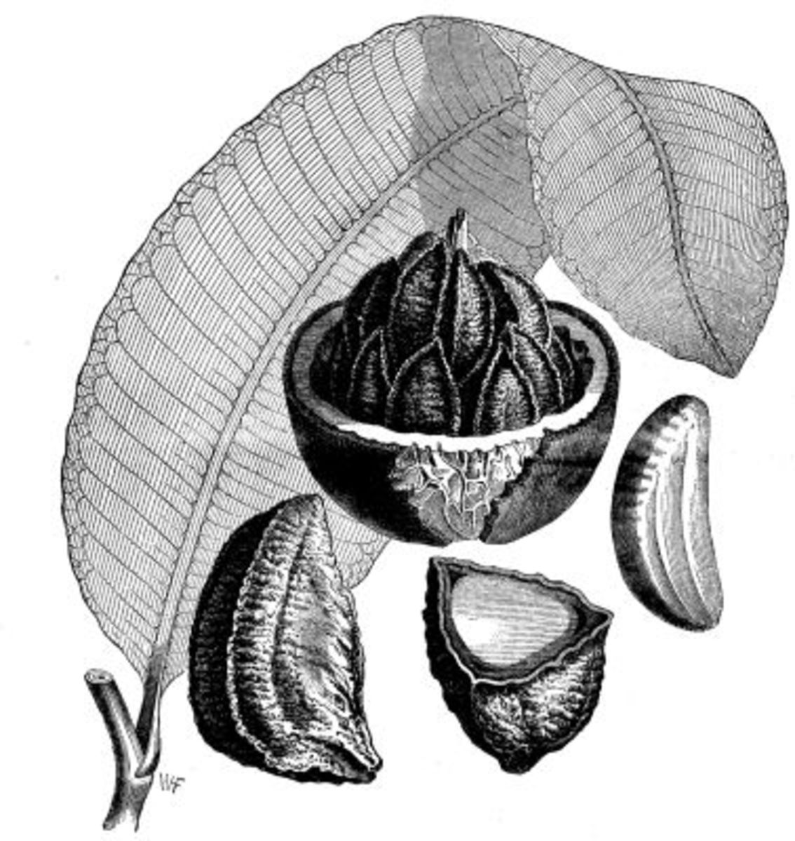 Depiction of the Brazil nut in Scientific American Supplement, No. 598, June 18, 1887