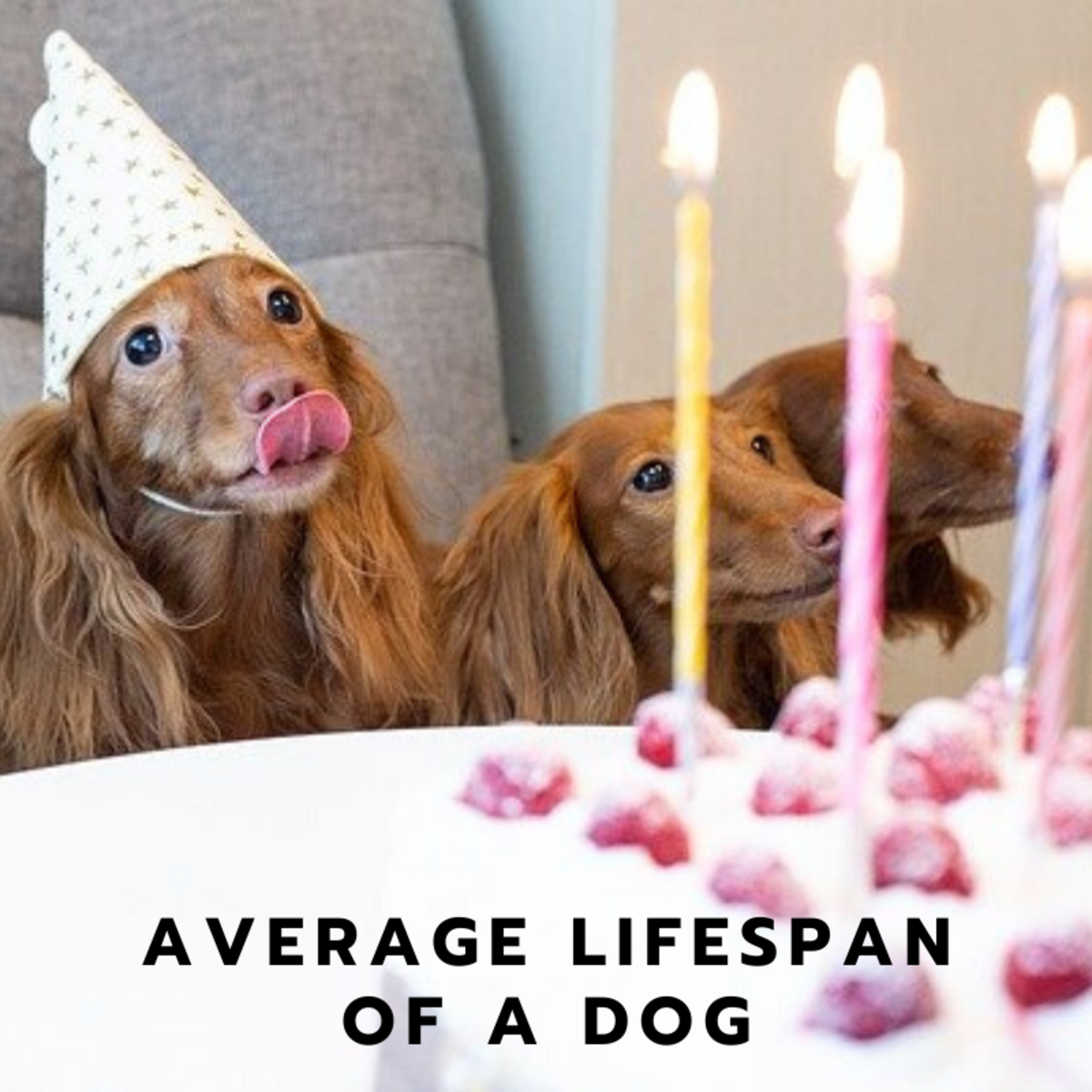 Celebrating a doggie birthday!
