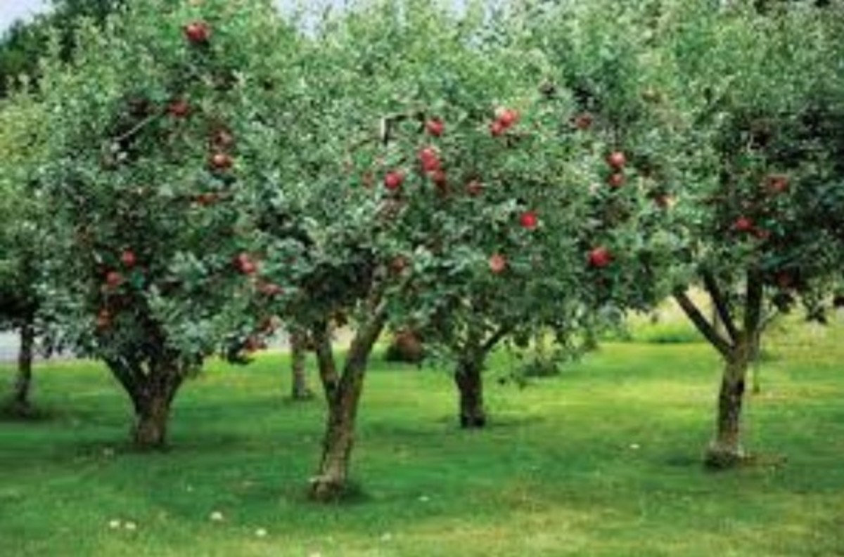 The Orchard (Flash Fiction)