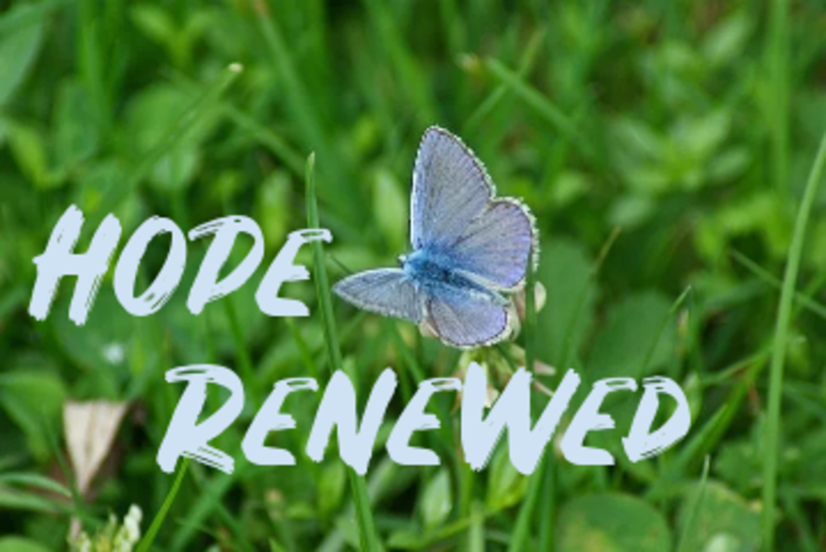 poem-hope-renewed-letterpile