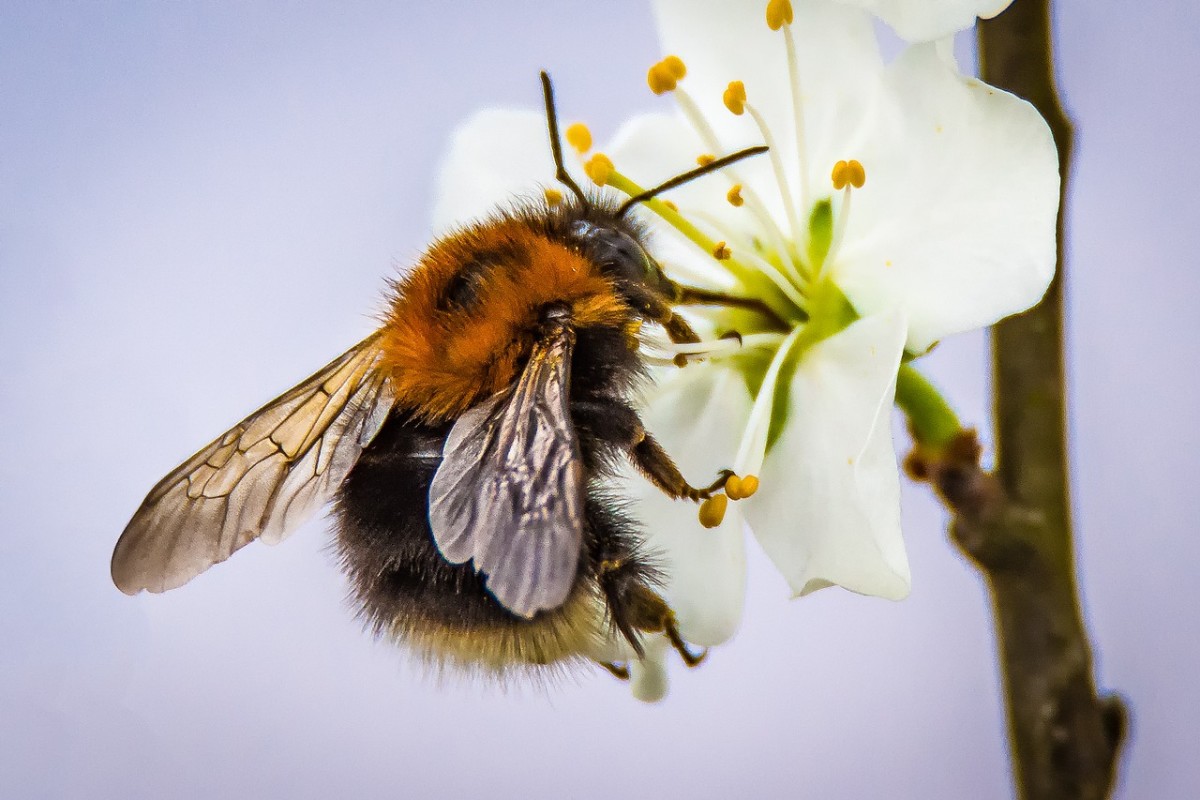 Interested in talking like a bee-keeper? Read on, you won't bee-lieve the things we say. 