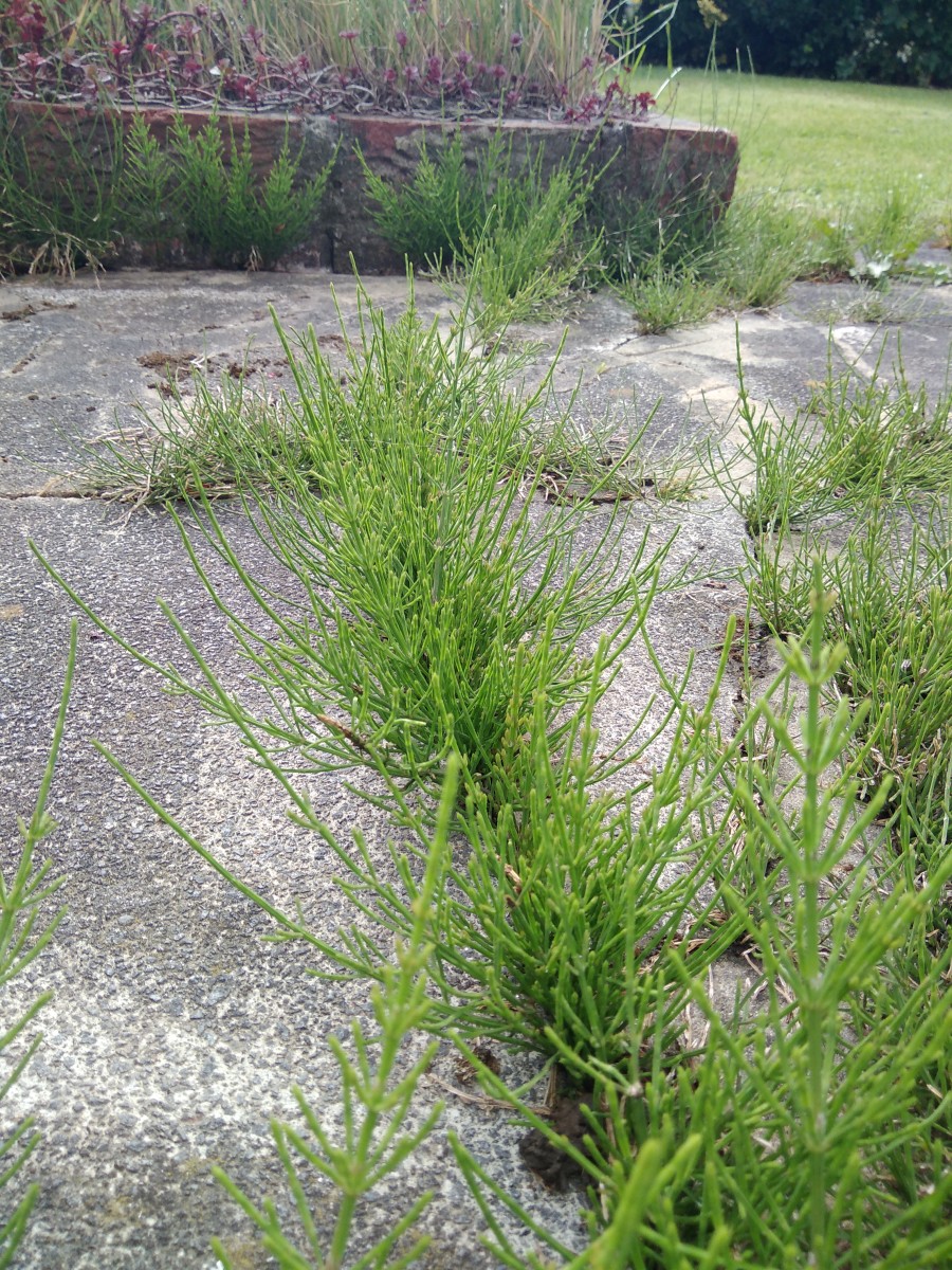 Horsetails are invading my patio area. Even after several attempts to weed them out.