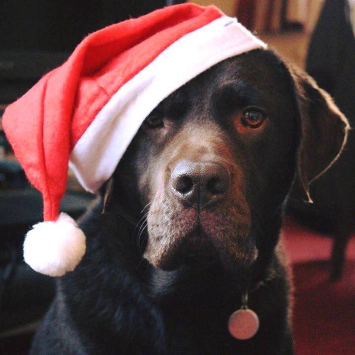 is christmas cake poisonous to dogs