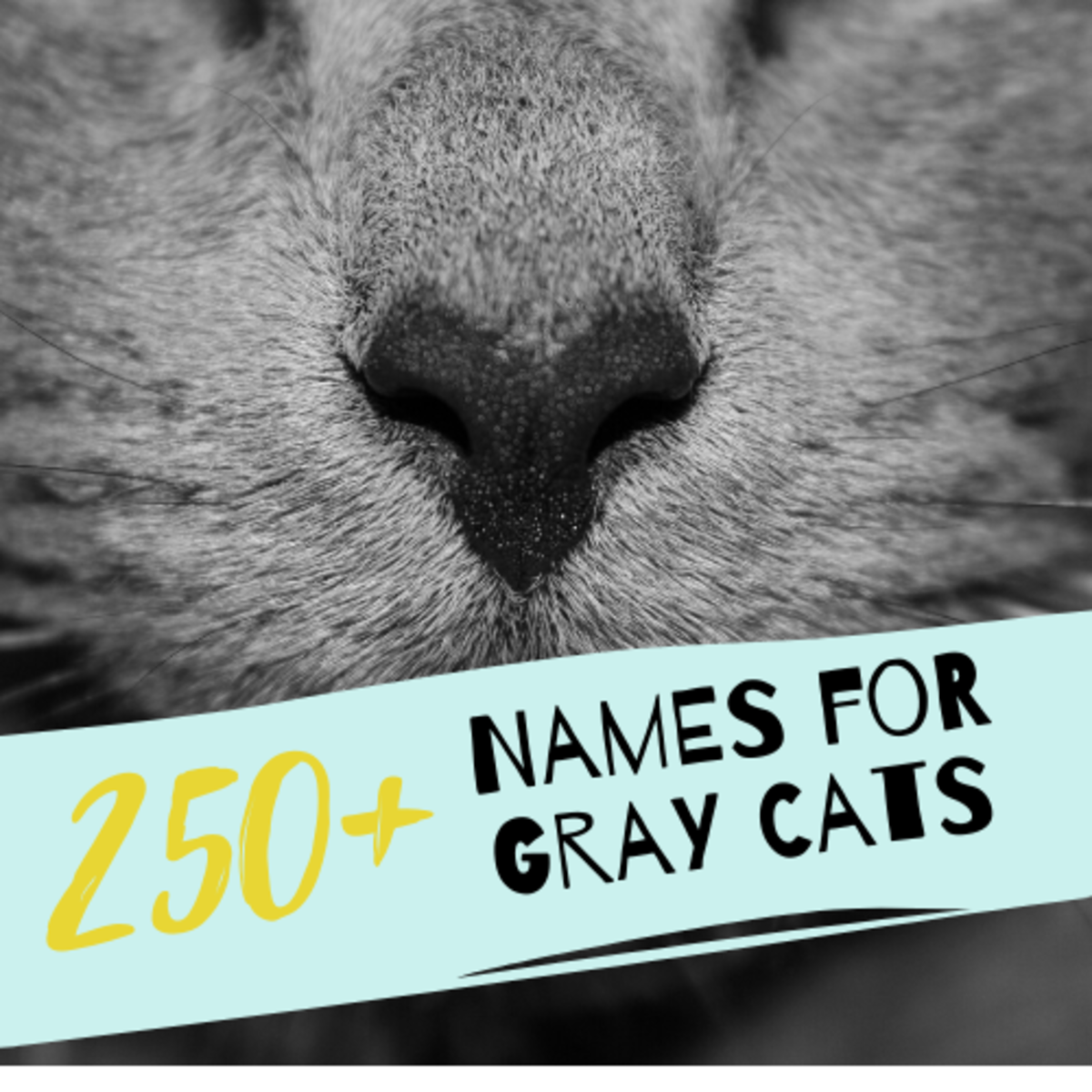 Best Names For Gray Cats With White Paws Bluegreen Eyes 