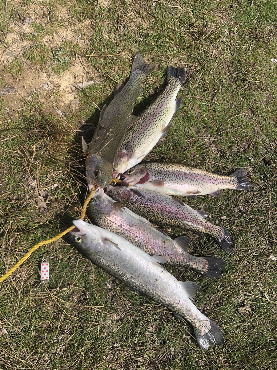 best live bait for trout