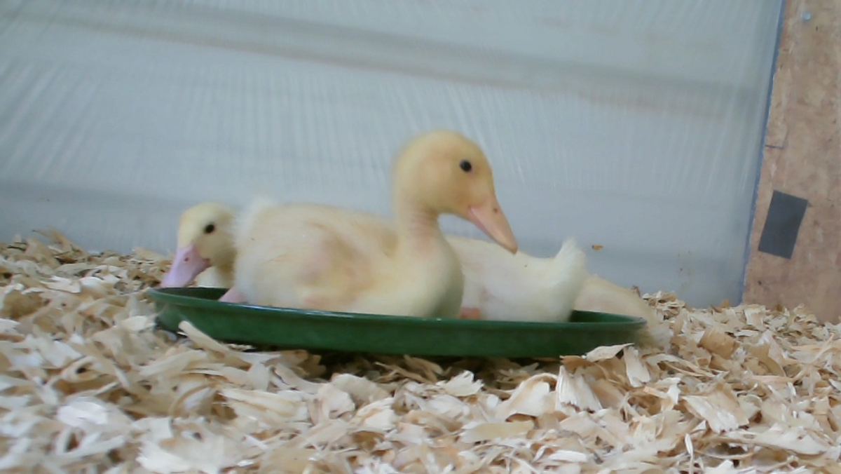 How to Raise, Feed, and Care for Baby Ducks