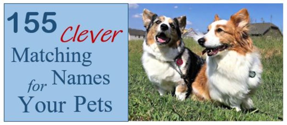 155 Clever Matching Names for Your Pets PetHelpful