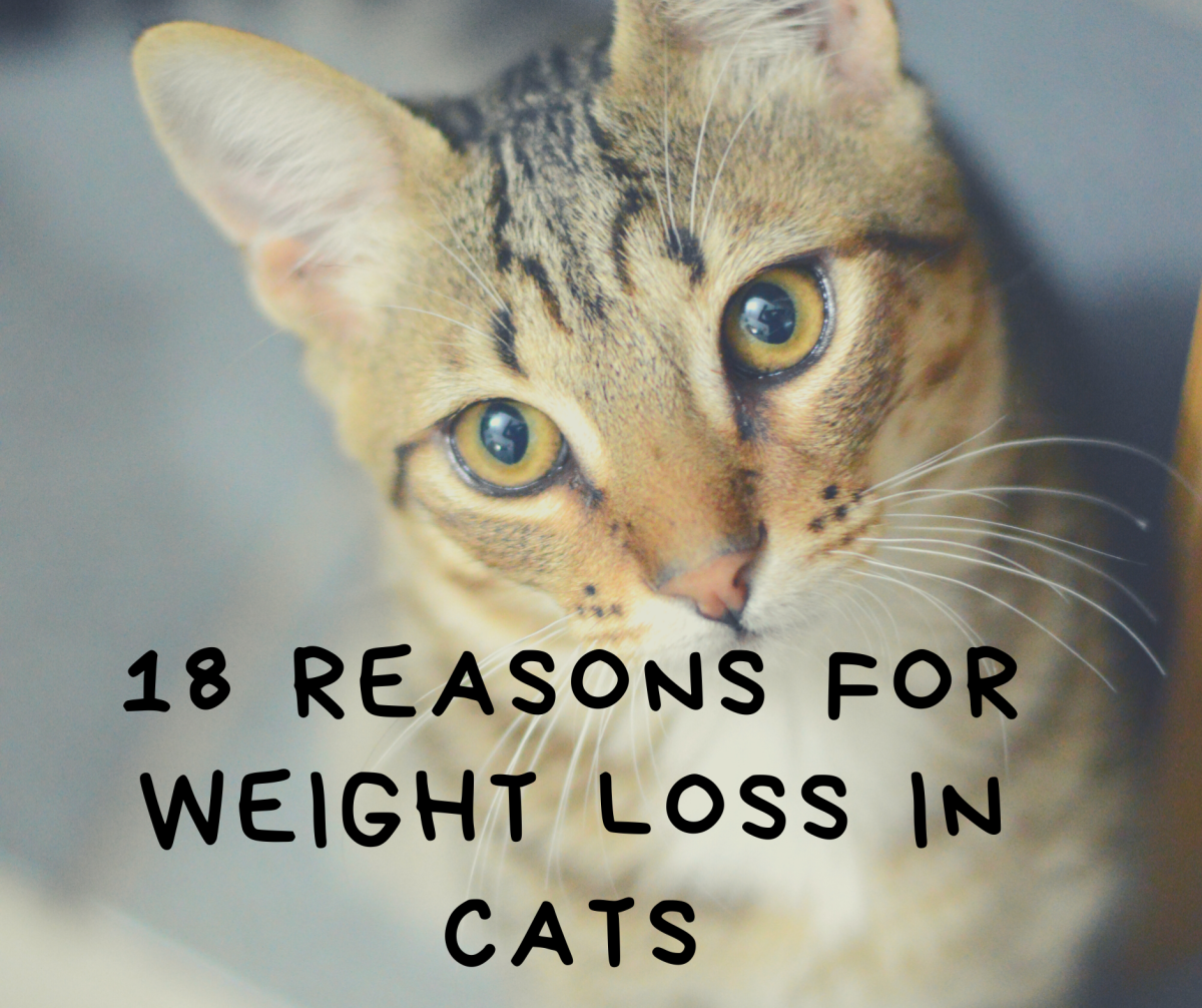 18 Reasons for Weight Loss in Cats PetHelpful