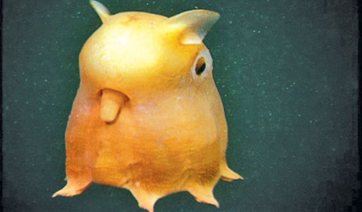 The Rare Dumbo Octopus, Grimpoteuthis