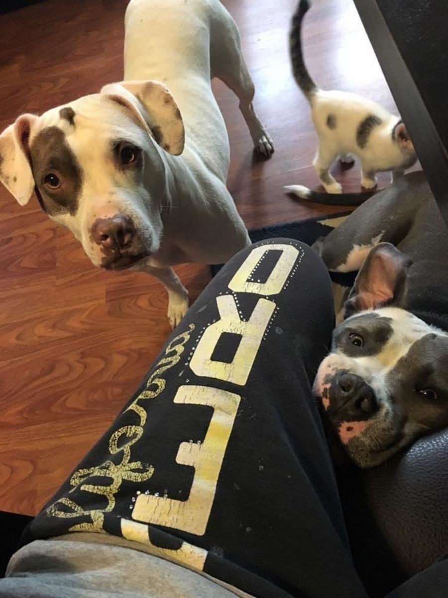 Reba and Dually with their Momma, probably begging for some of her food. 