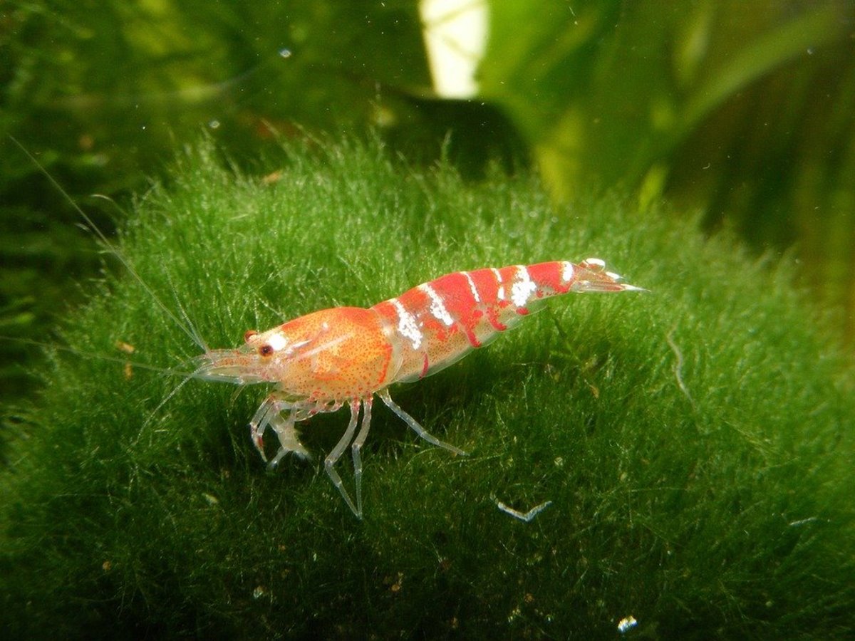 The Best Aquatic Plants for Shrimp