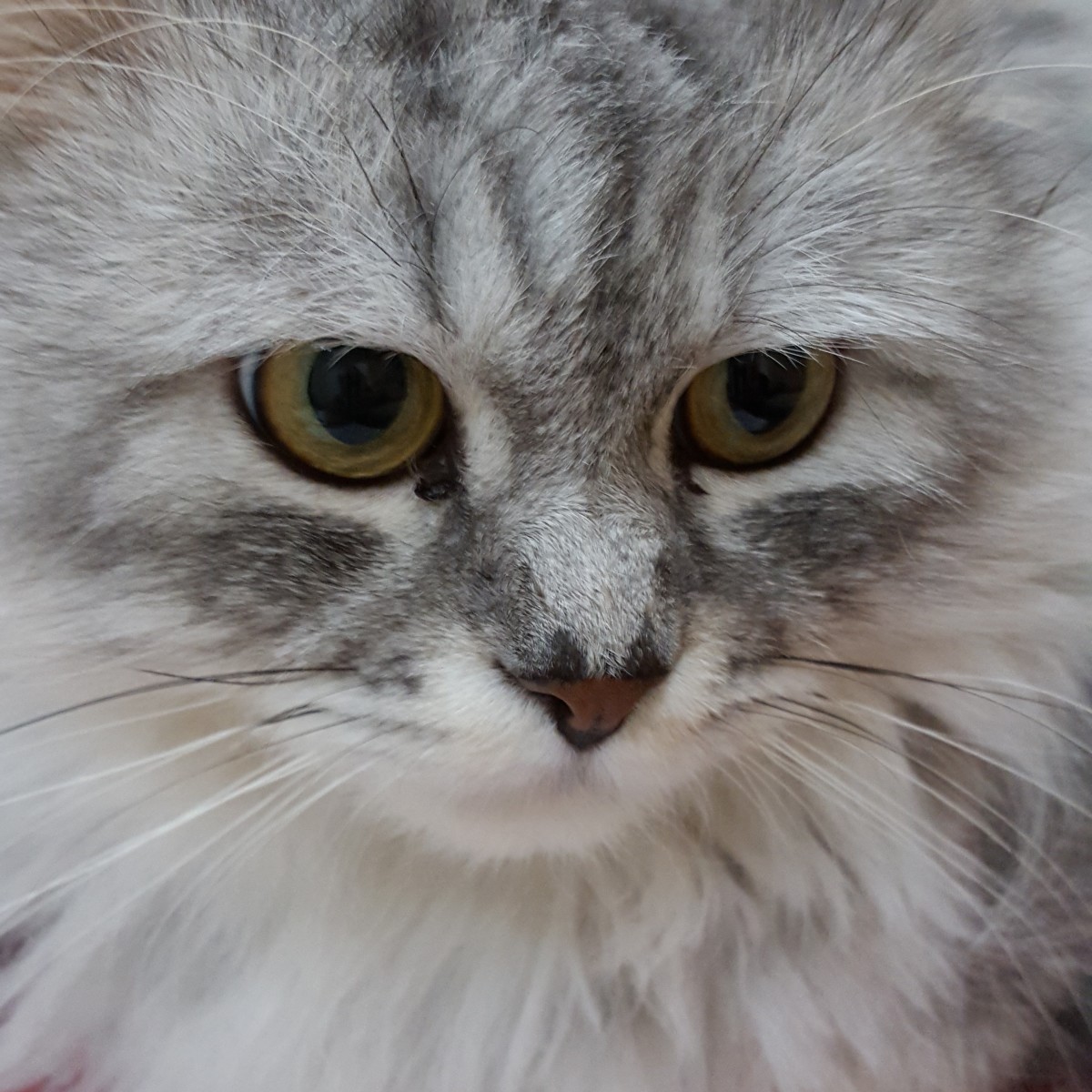Silver Cat Bella