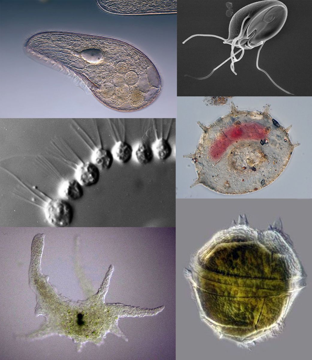 4 Main Groups Of Protozoa Owlcation