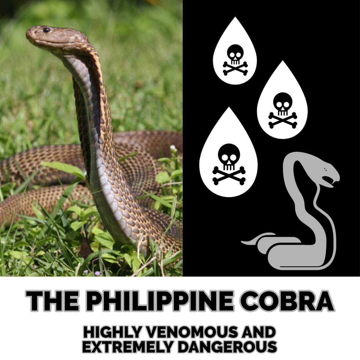 The Philippine Cobra: Highly venomous and extremely dangerous.