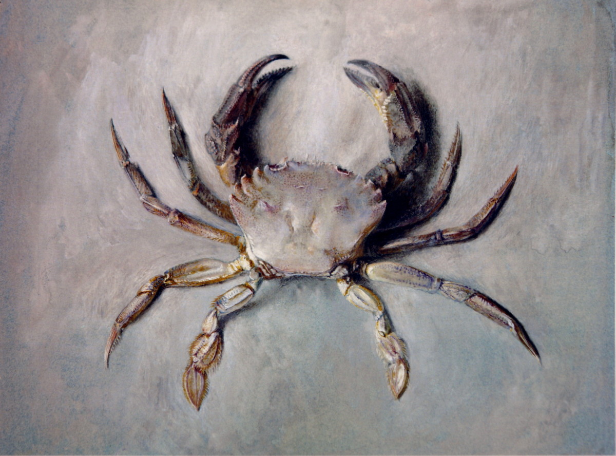 Velvet Crab.jpg
