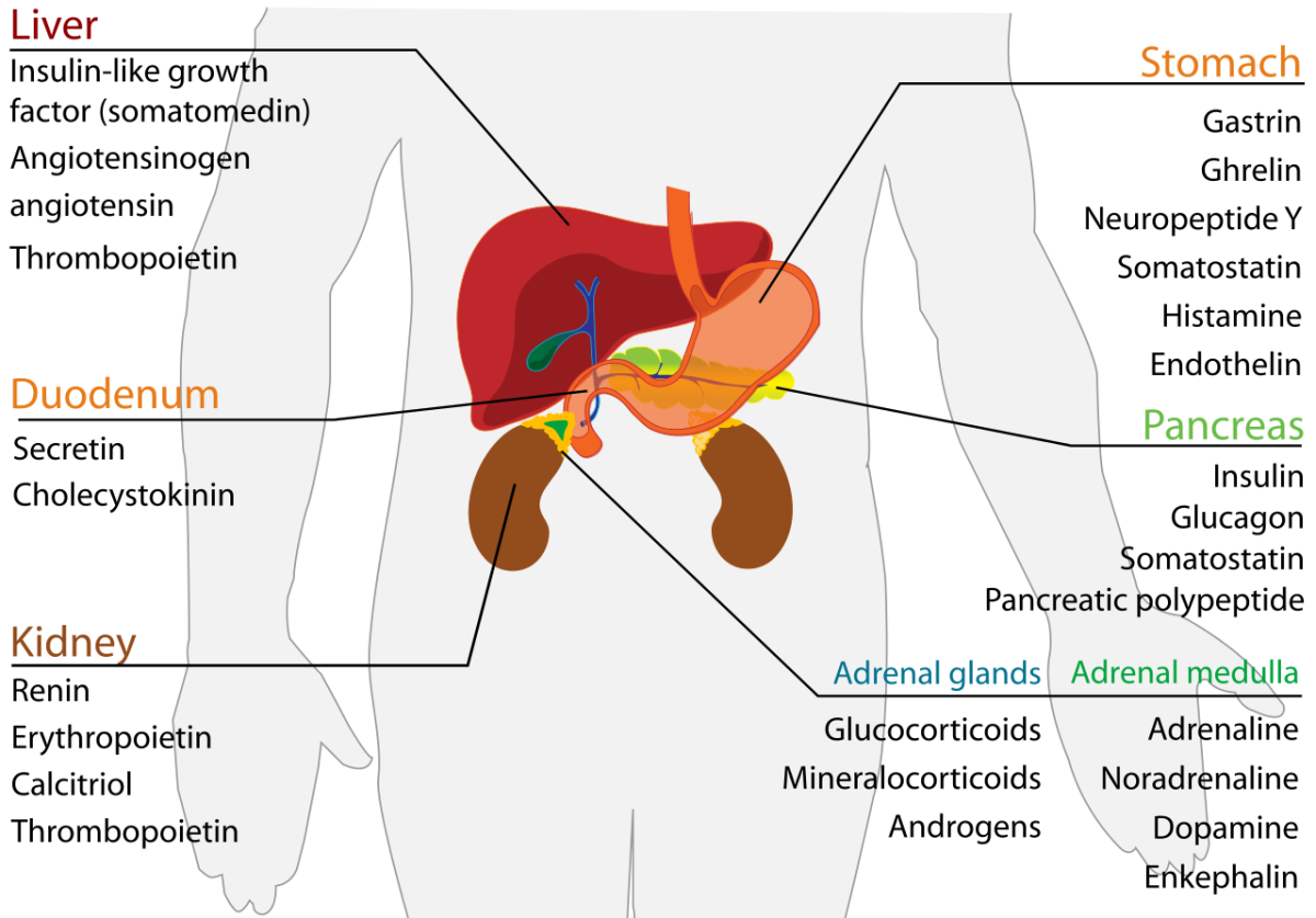 how do the adrenal glands affect sex hormones