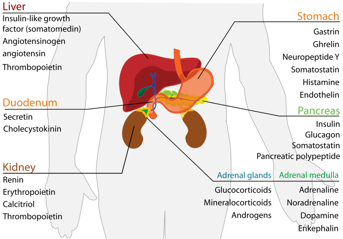 Endocrine System Hormones