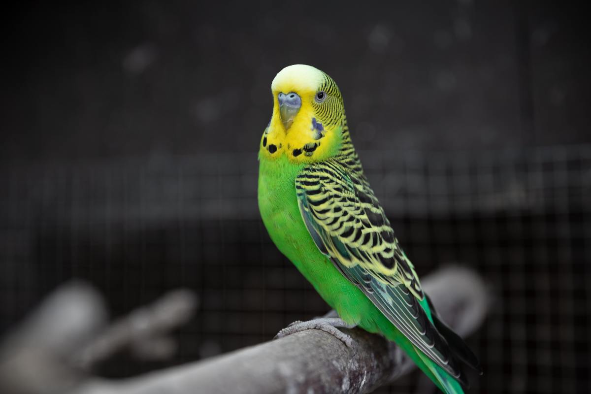 Pete the Parakeet