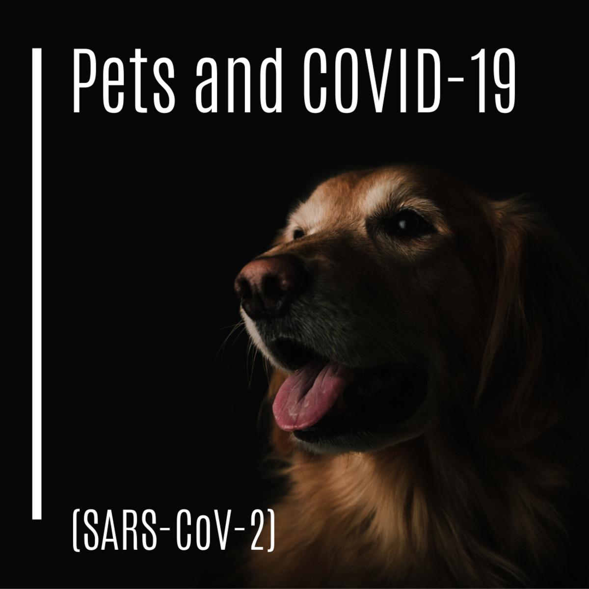 SpeciesSpecific Coronavirus in Dogs and Cats PetHelpful