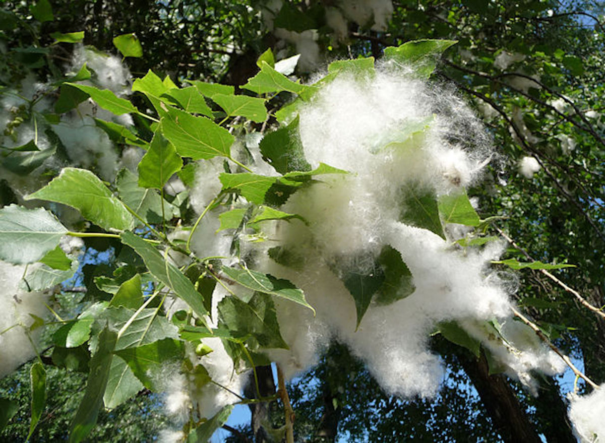 Original Poem: "As Cottonwood Feathers Swish" With Commentary