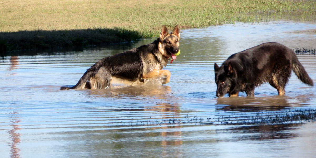 Congressman Bill Archer Park: Houston Dog Park Heaven! - WanderWisdom