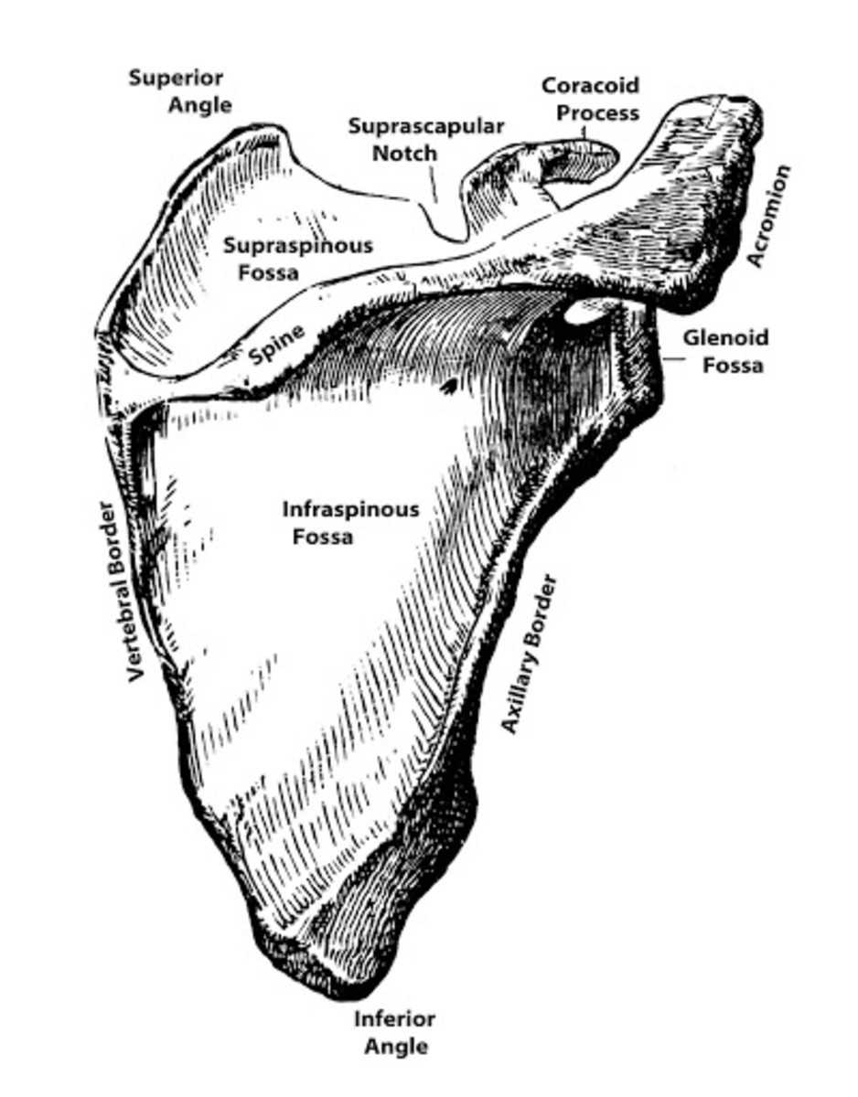 scapula flat bone