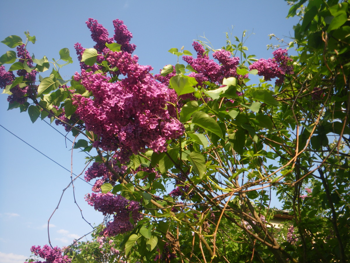 Scented Lilacs Dancing in the Breeze