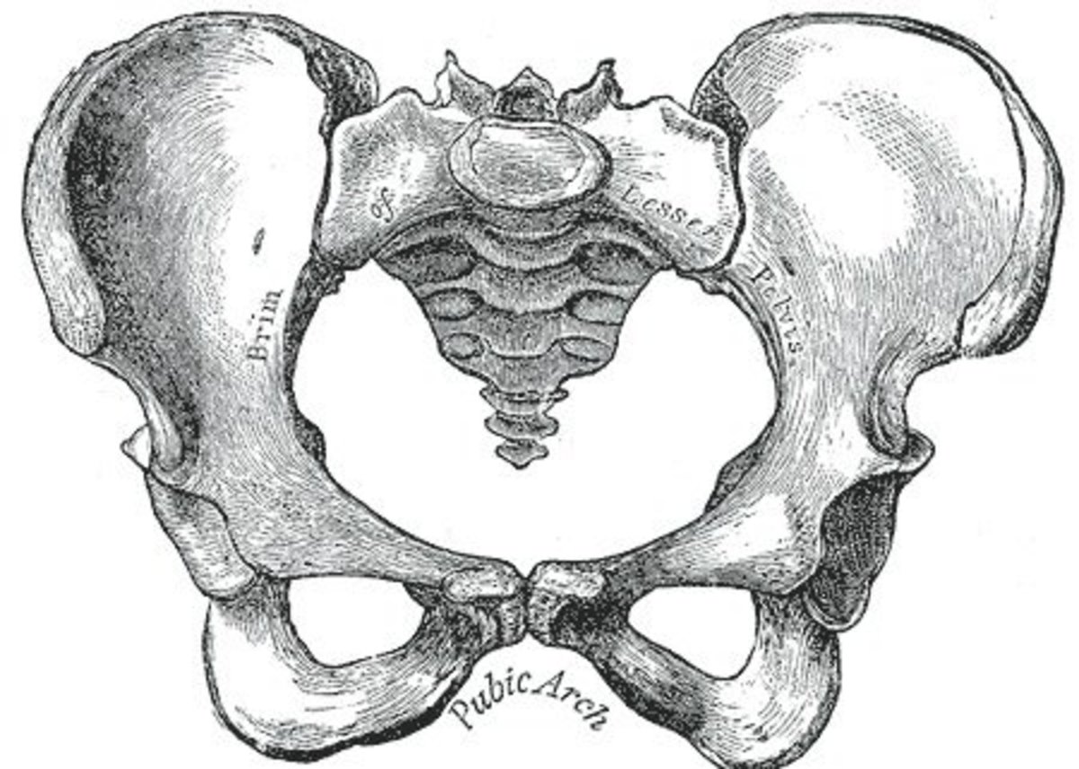 The bones of the pelvis, with addition of the coccyx sat directly below the sacrum