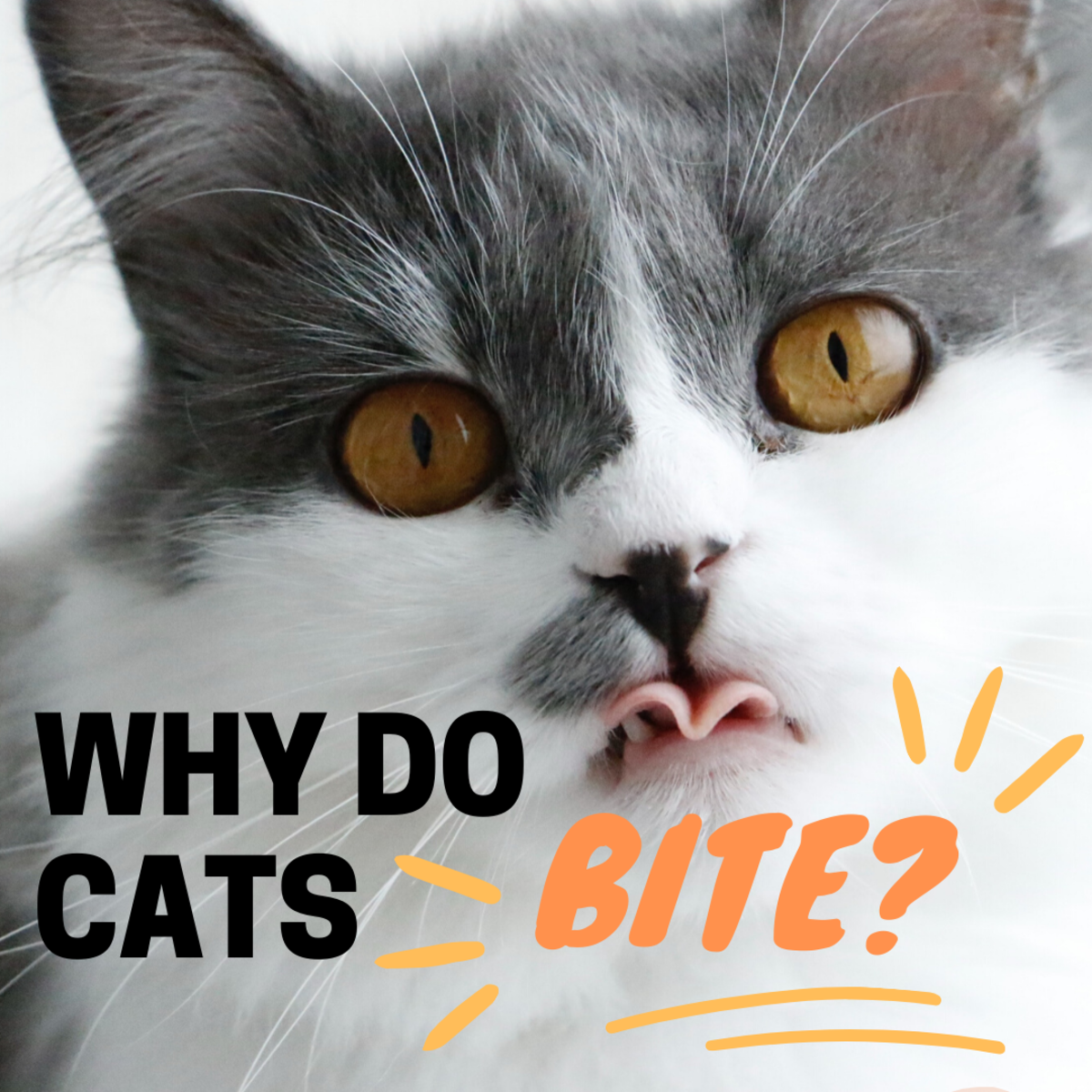 Find out why cats bite their owners.