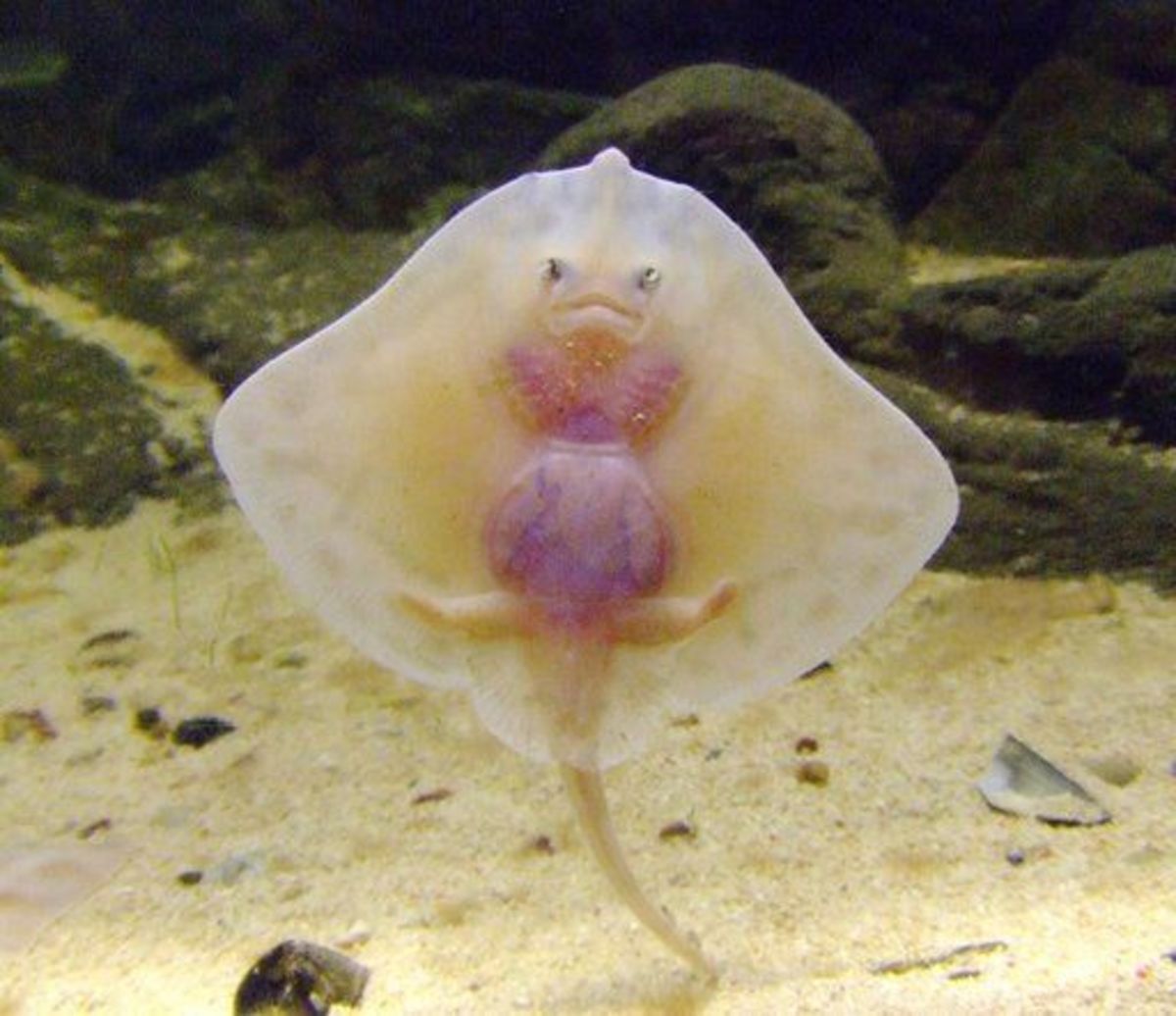 This article will provide information on various fascinating rays of the ocean, such as the cute baby stingray shown here.
