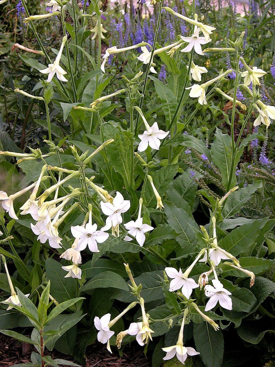 How to Grow Nicotiana (Flowering Tobacco)