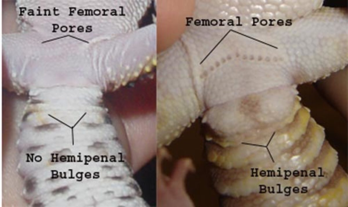 Sexing geckos: check the vent (base of the tail where it meets the body). Both genders will have a 'V' of femoral pores at the vent, but in females the femoral pores will appear much fainter than in males. 