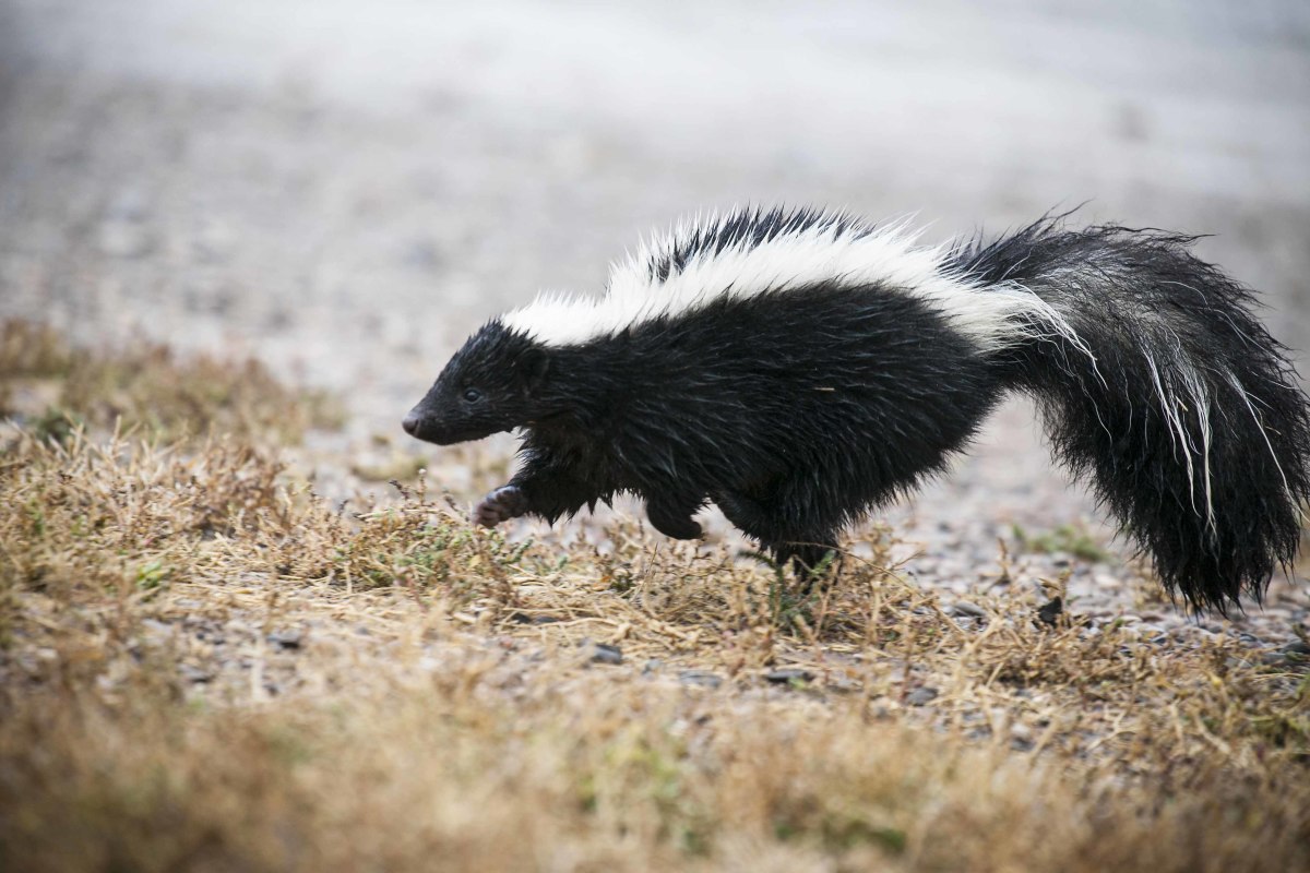 Asparagus and cat food are not healthy for skunks. 