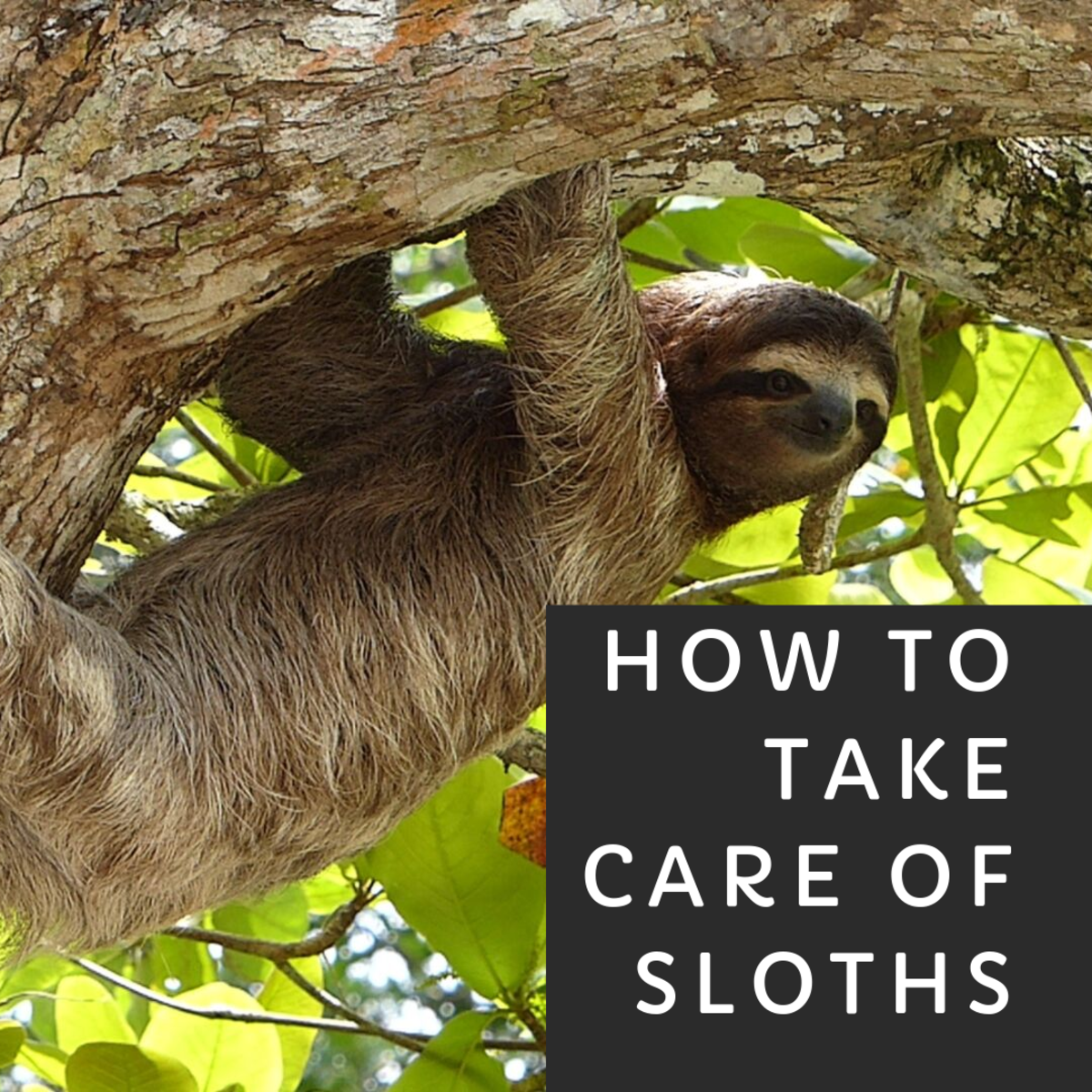 How to Take Care of a Sloth