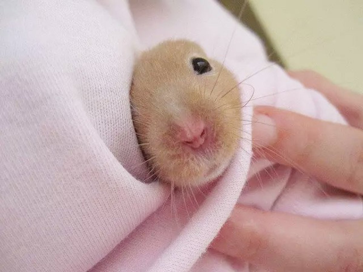 penisuri de hamster)