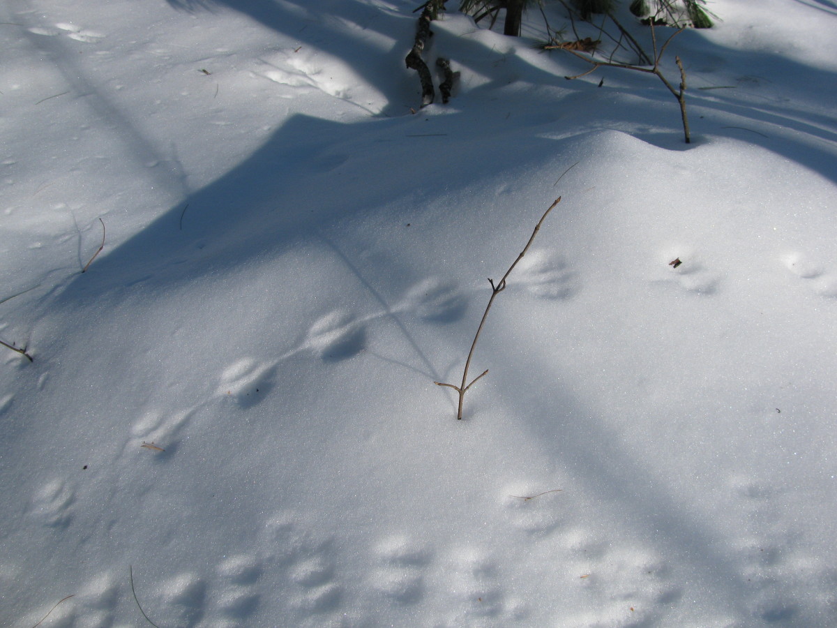 Deer Tracks in the Snow