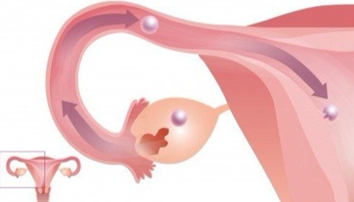 An egg moves from the ovaries, through the fallopian tubes, and implants itself on the uterine wall.