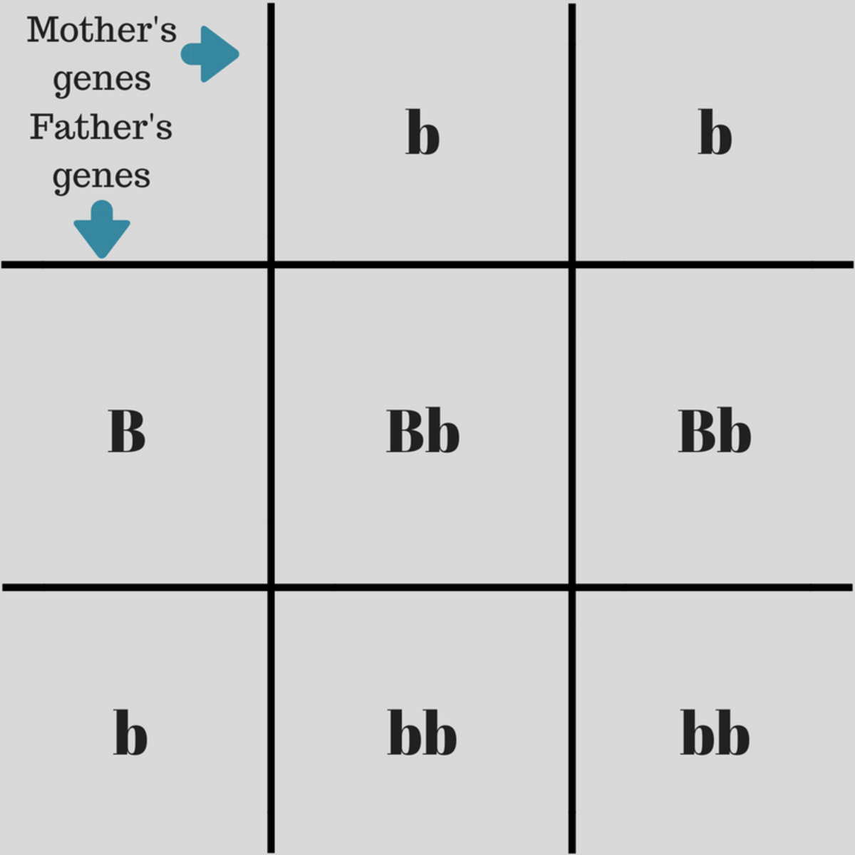 A basic example of a Punnett square, with the parent's alleles on the outside of the square with the potential offspring's alleles on the inside. 