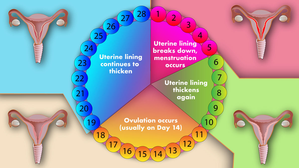 Control de regla menstrual