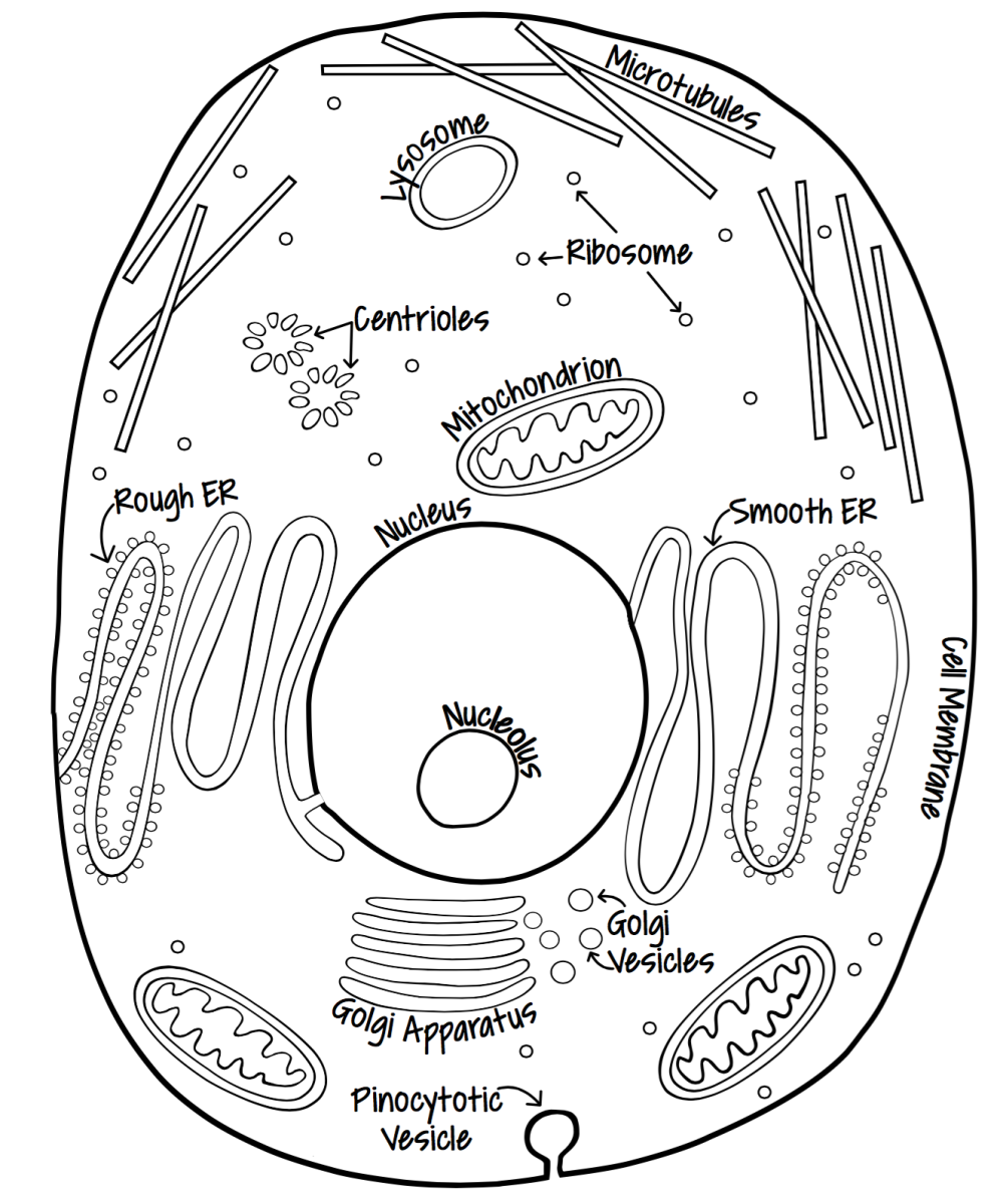 labeled animal cell diagram 7th grade