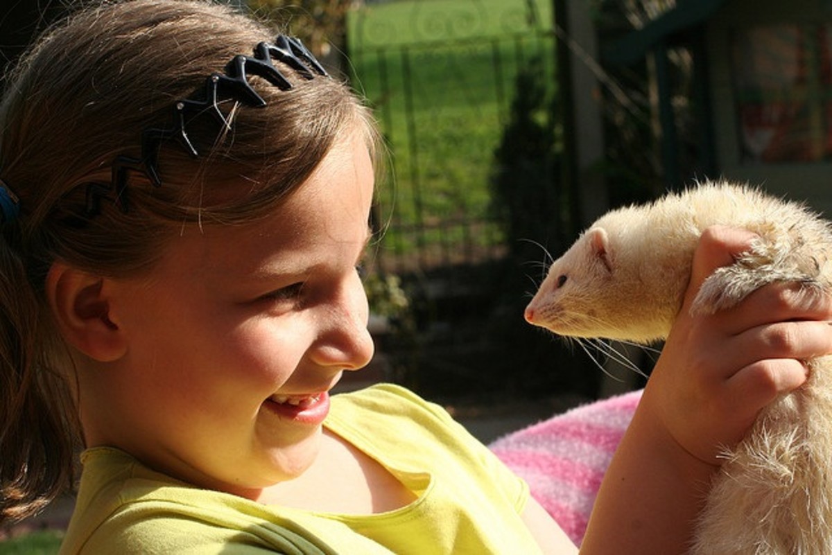 Girl with ferret