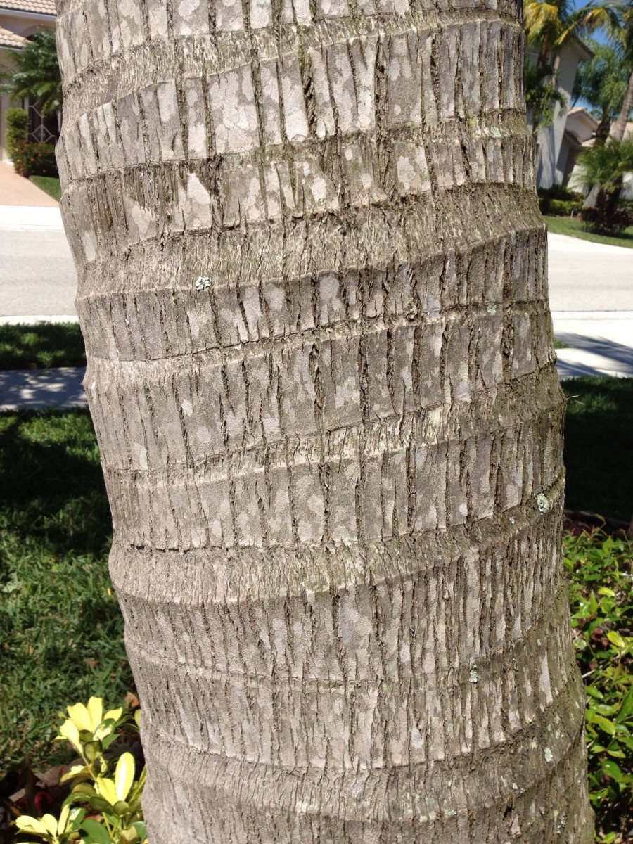 Have you ever noticed the ring pattern on tree trunks? 