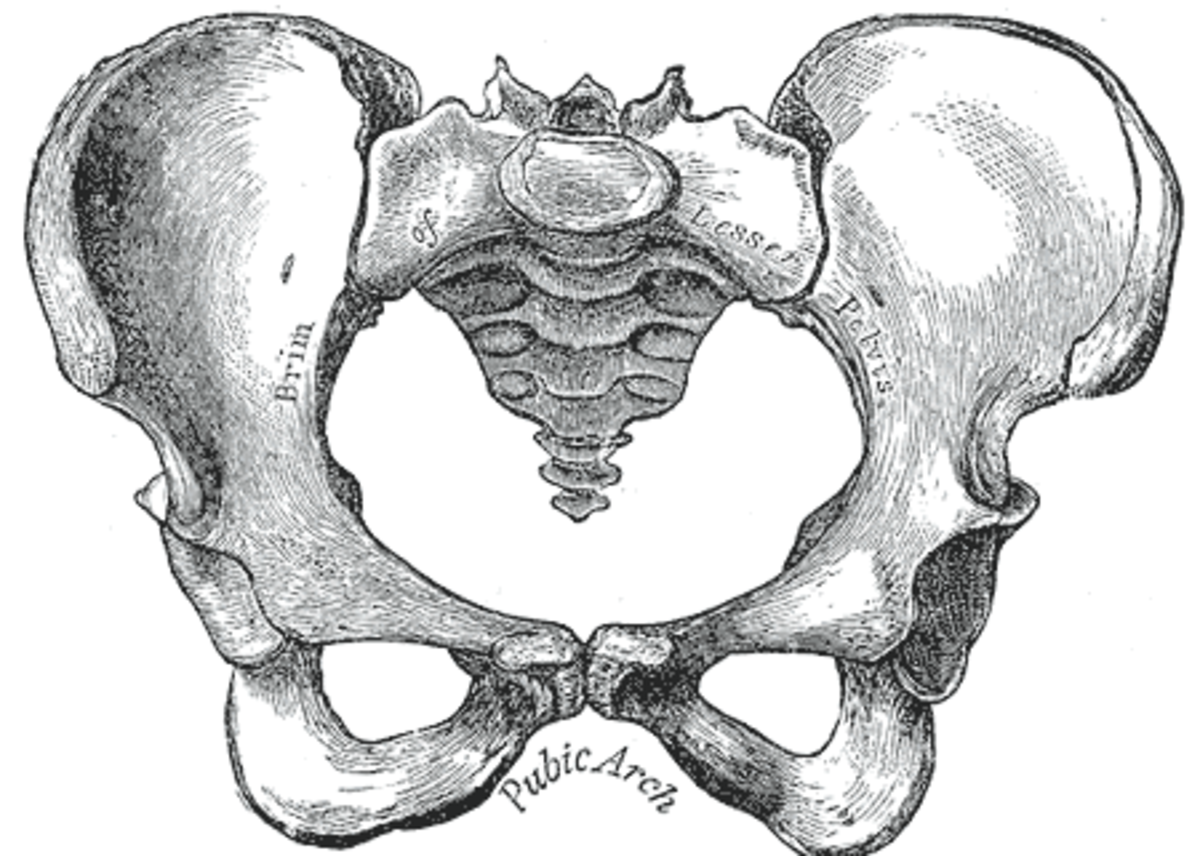 Human Pelvic Bones