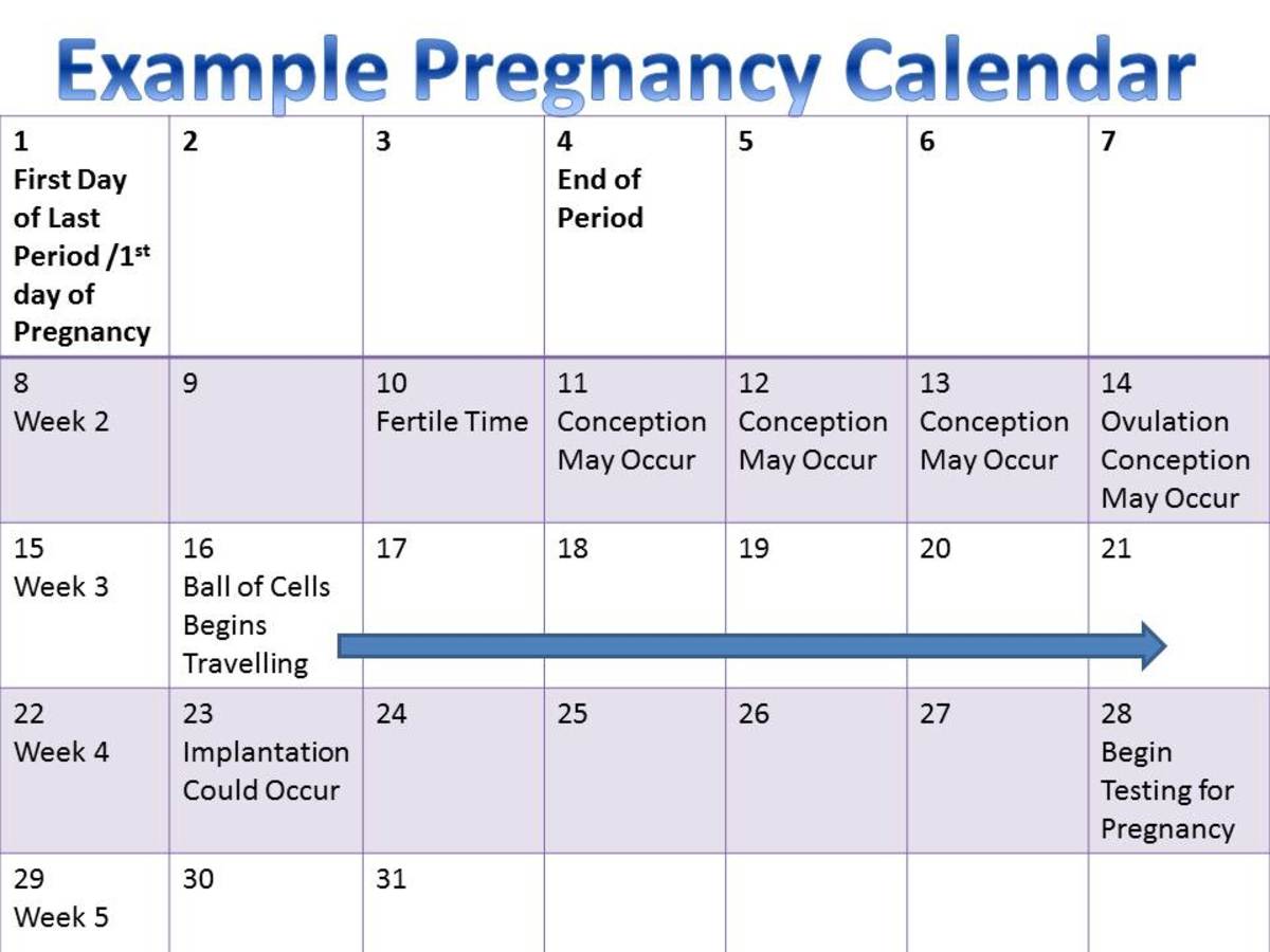 Example pregnancy calendar. Pregnancy is counted from the first day of the last period. 
