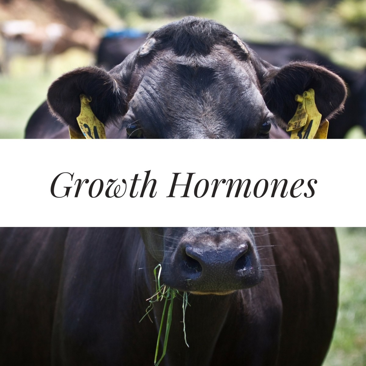 Products containing added growth hormones may cause increased ovulation. 