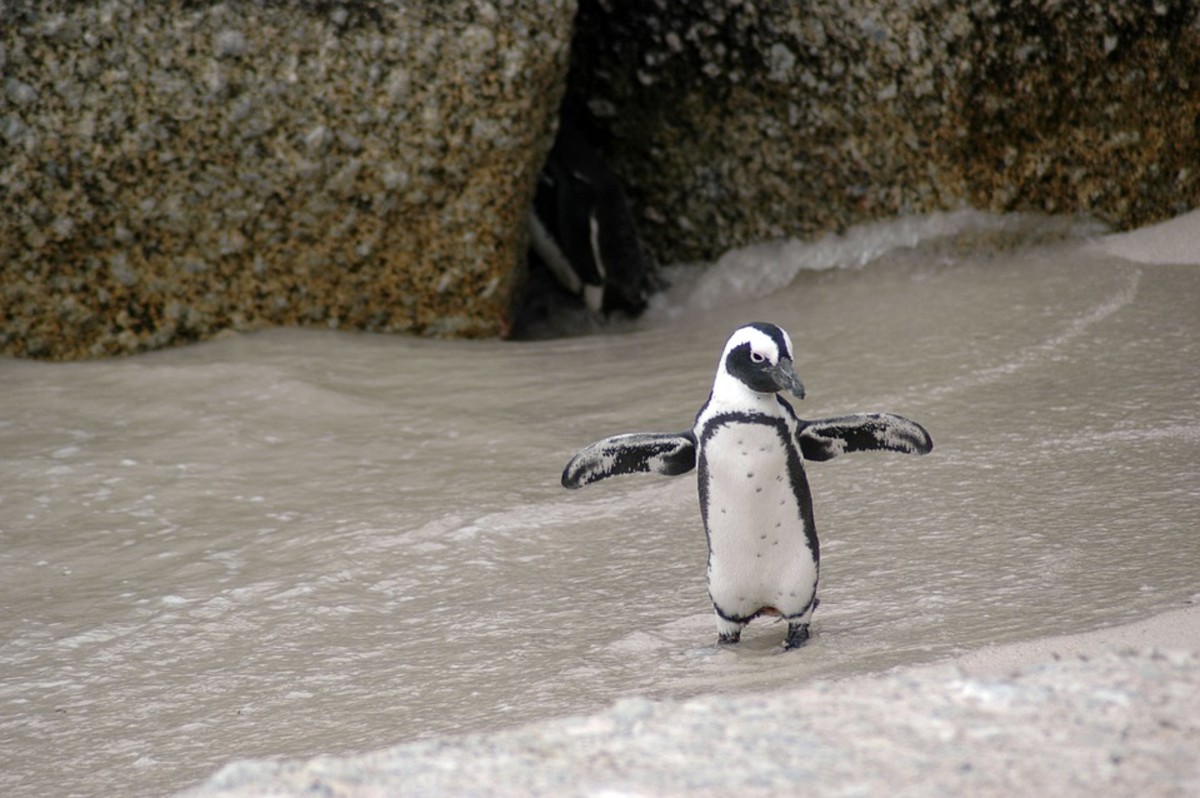 penguin-day